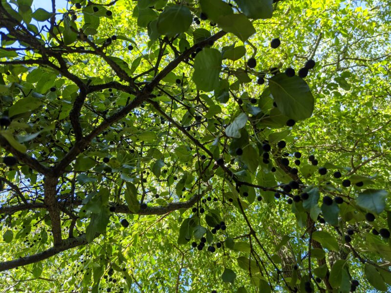 tree with berries