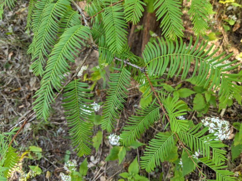 tree with comb-like leaves
