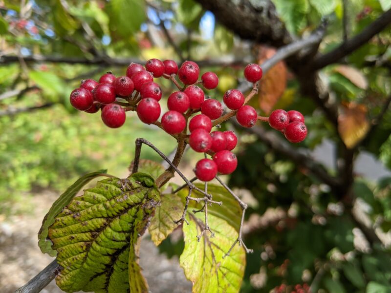 red berries