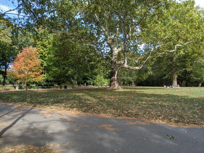 clearing in the center of a park