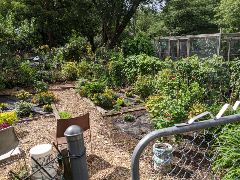 garden plot at the boston victory gardens