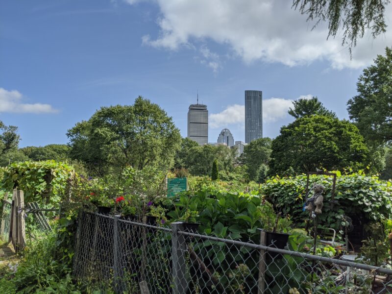 boston skyline against the boston victory garden