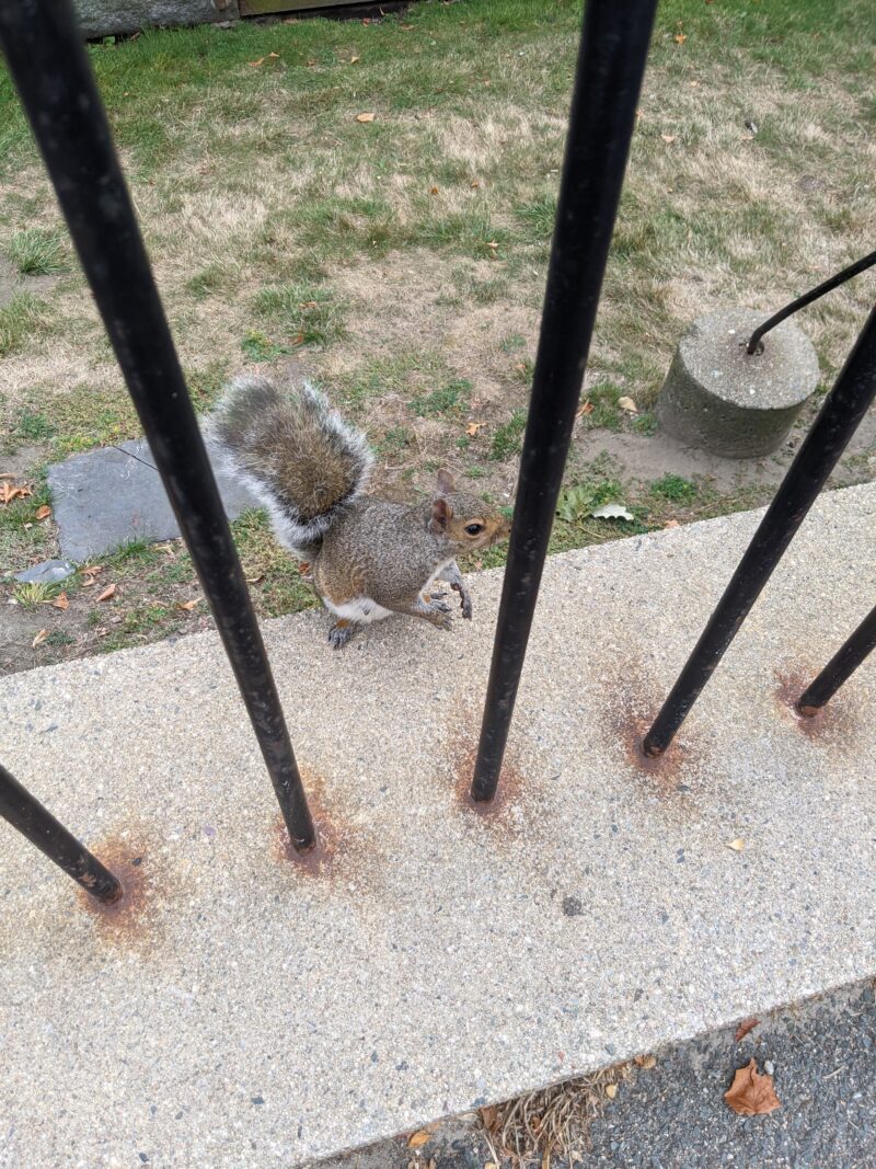 close-up of a squirrel
