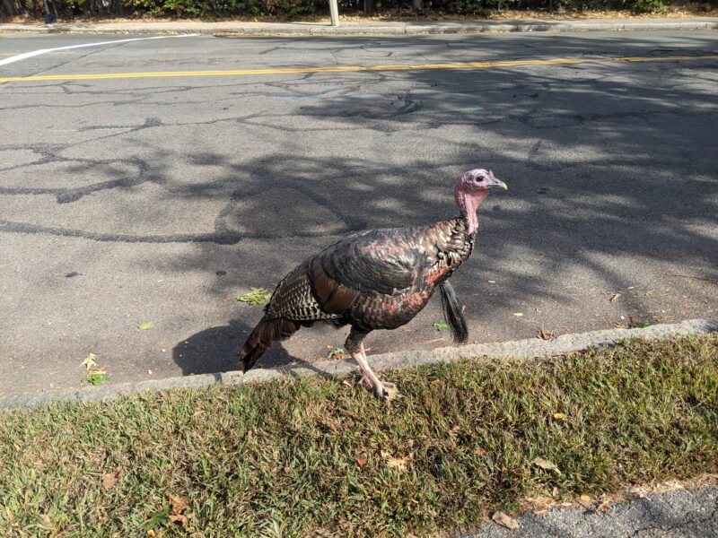 close-up of a turkey