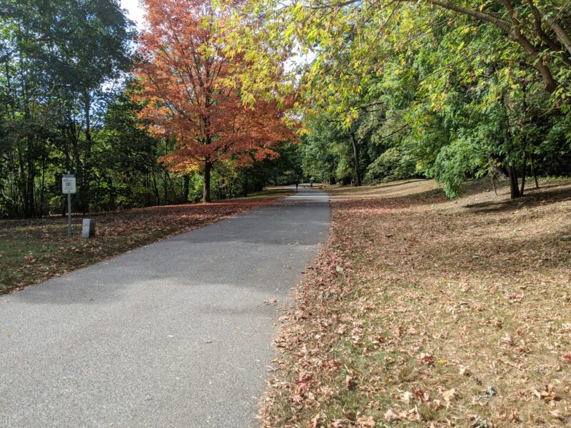 path through some trees