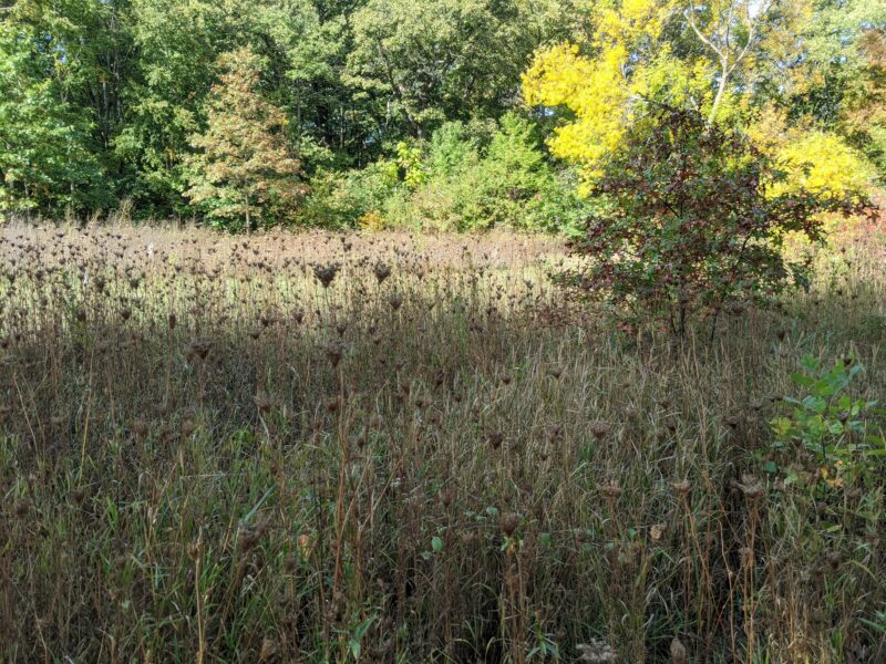 meadow of (now mostly dead) flowers