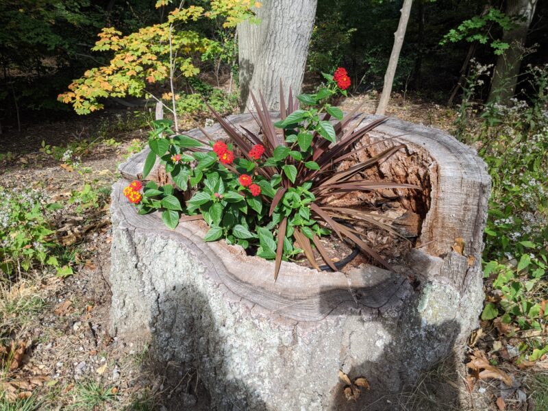 flowers growing in a hollowed tree trunk
