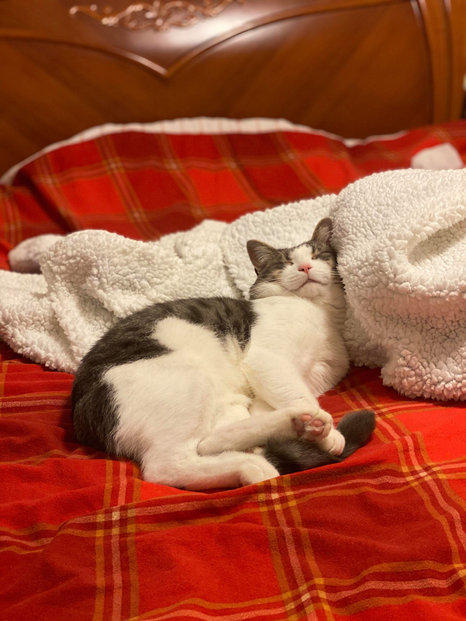 cat snuggling on bed