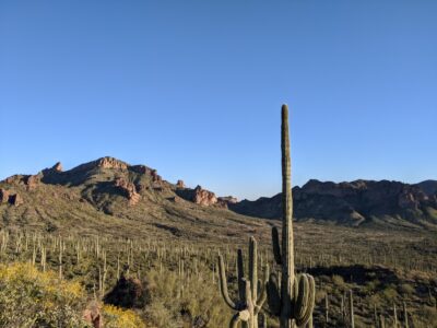 photo of a saguaro cactus