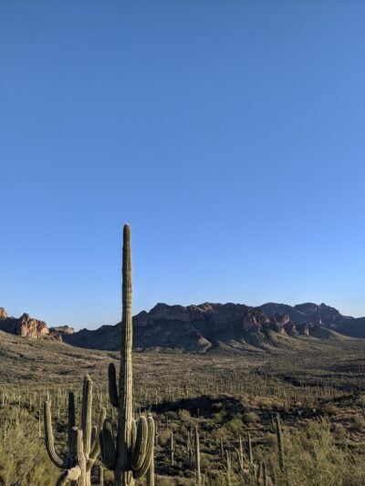 picture of a field full of saguaro cacti