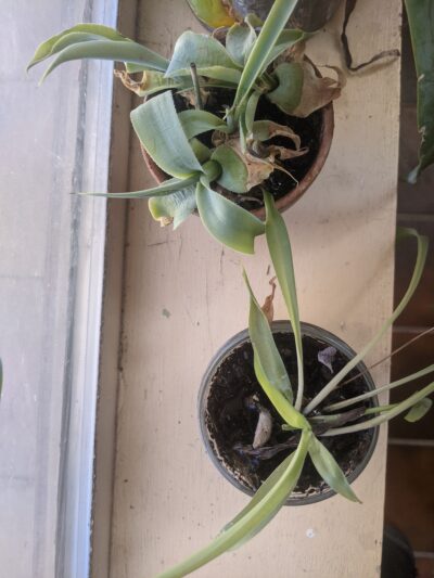potted mini agaves on a windowsill