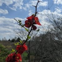 red flowers blooming on a thorny branch