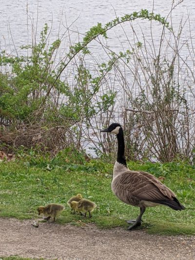 picture of a mother goose and two small goslings