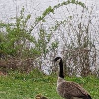 picture of a mother goose and two small goslings