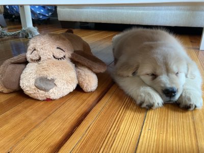 Golden retriever puppy