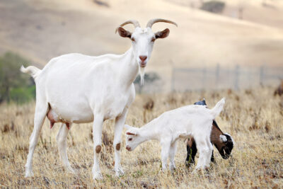 An adult white goat with horns and two babies
