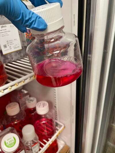 A gloved hand holds a bottle full of magenta liquid by the cap.