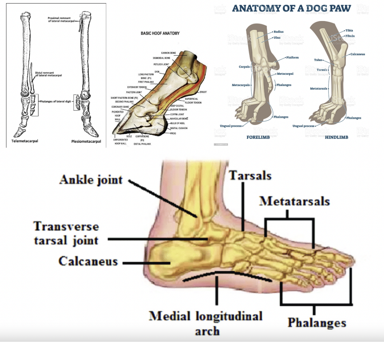 a picture comparing various mammal feet diagrams to the human foot. the details are unimportant but clearly they are qualitatively different. human feet are much longer and less springy