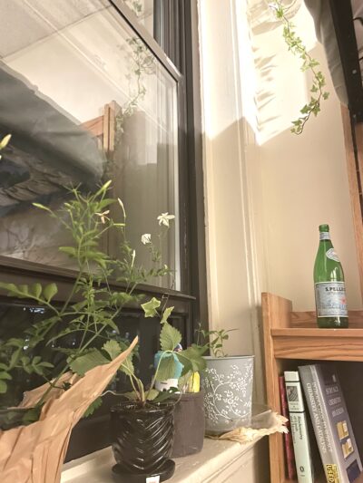 alice's windowsill plants. from left to right: jasmine, strawberry, pepper, and english ivy