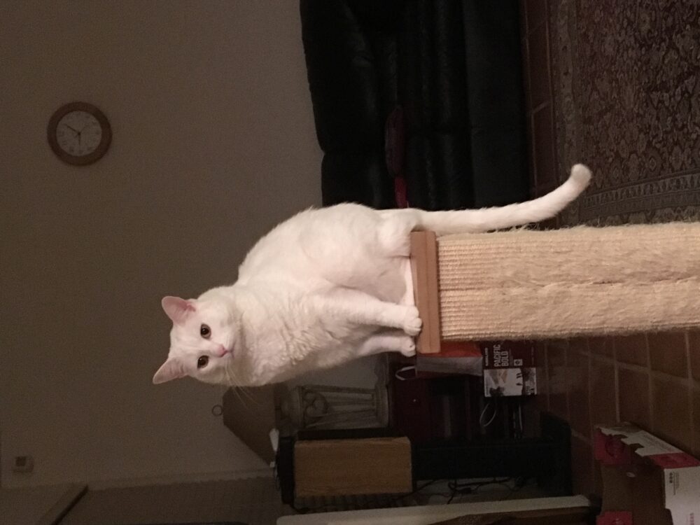 a sideways fat white cat