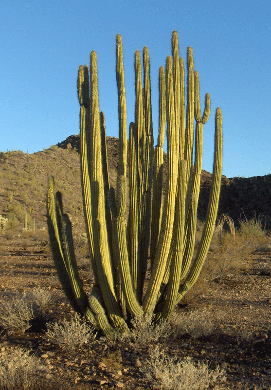 organ pipe cactus (many branches coming out of base)