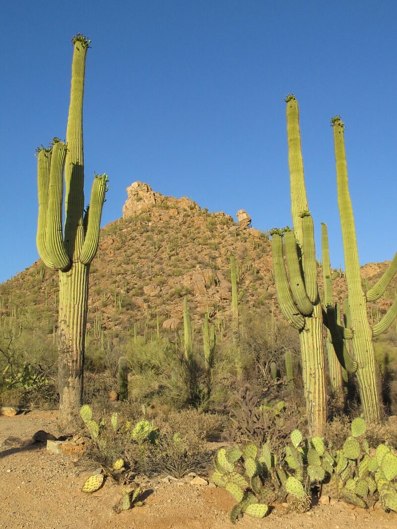 two saguaro cacti, vertical greenish cacti with a few arms each