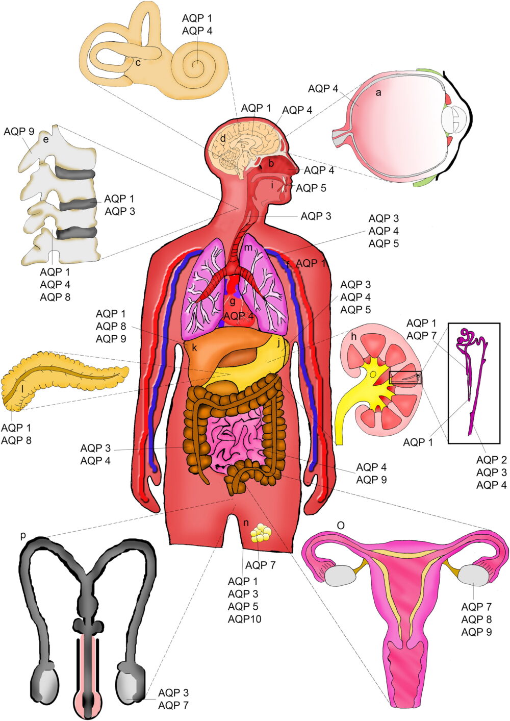 A diagram of the human body with each organ's corresponding aquaporins listed