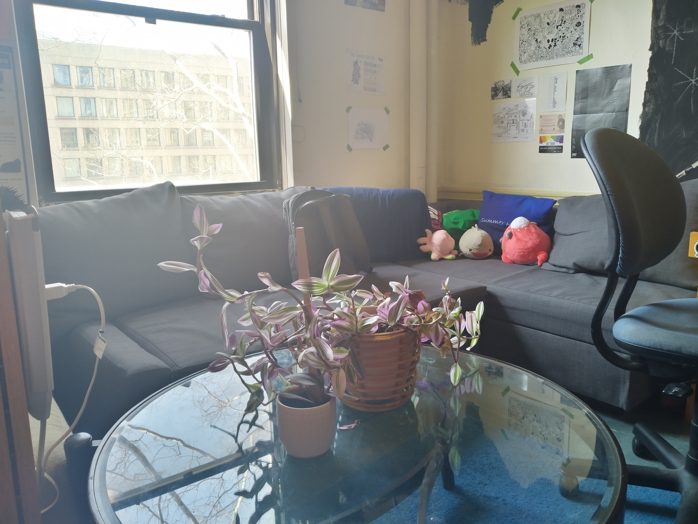 plants resting on a table in my room