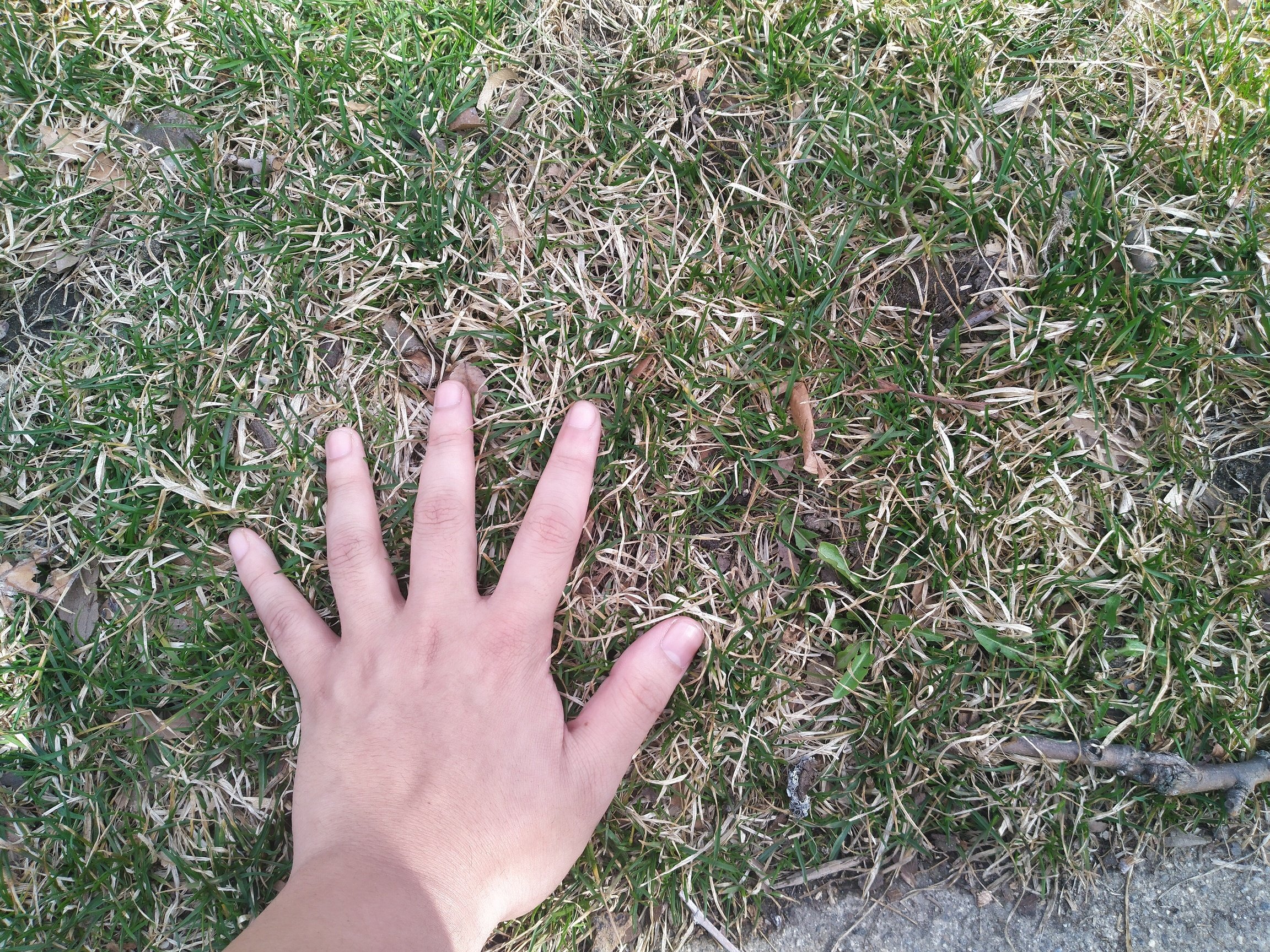 a hand on grass
