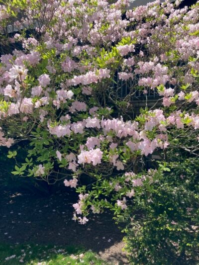 A bush with green leaves and lots of light pink flowers.