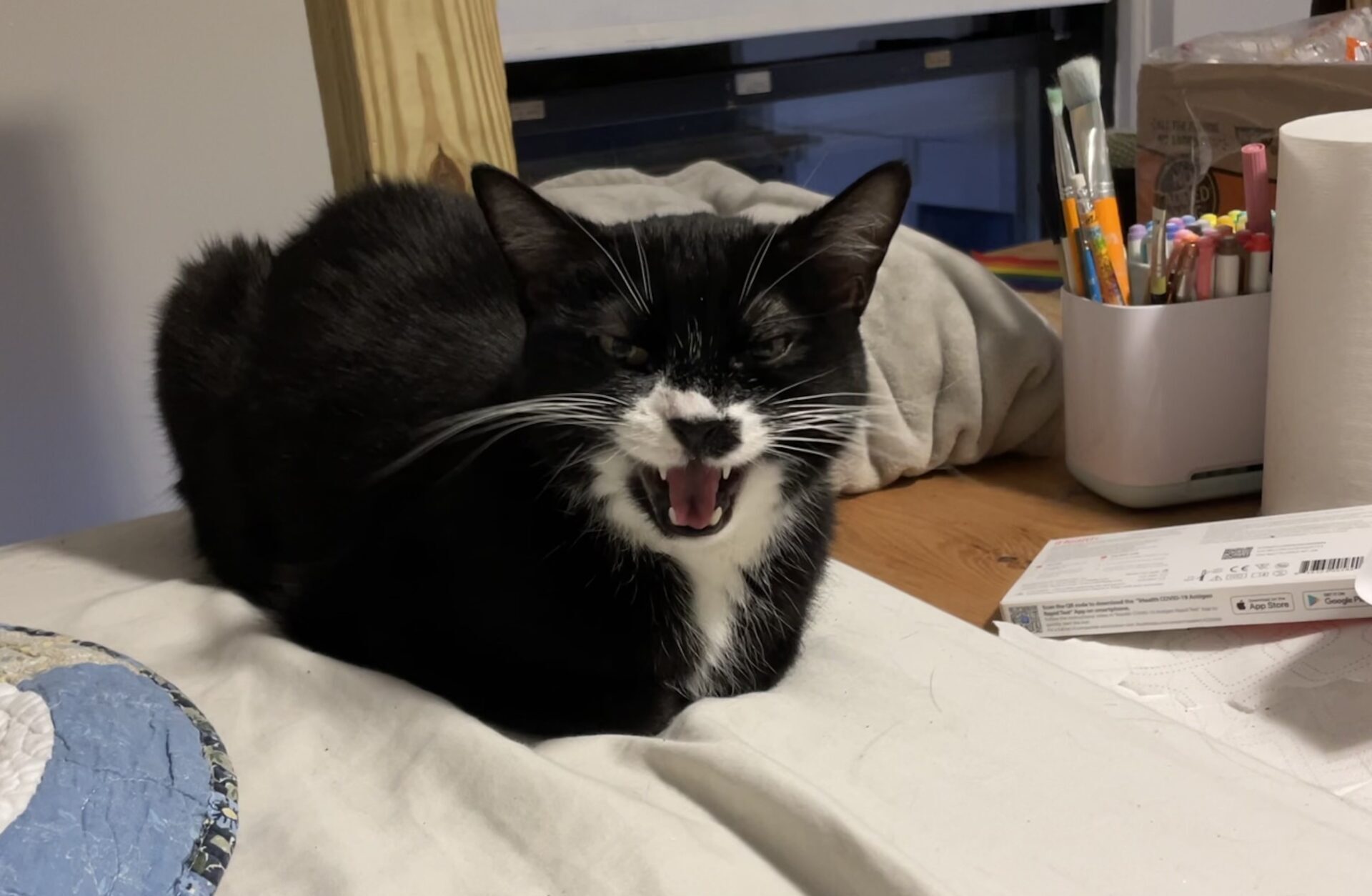 PUF with their mouth open in a "loaf" position on my bed.