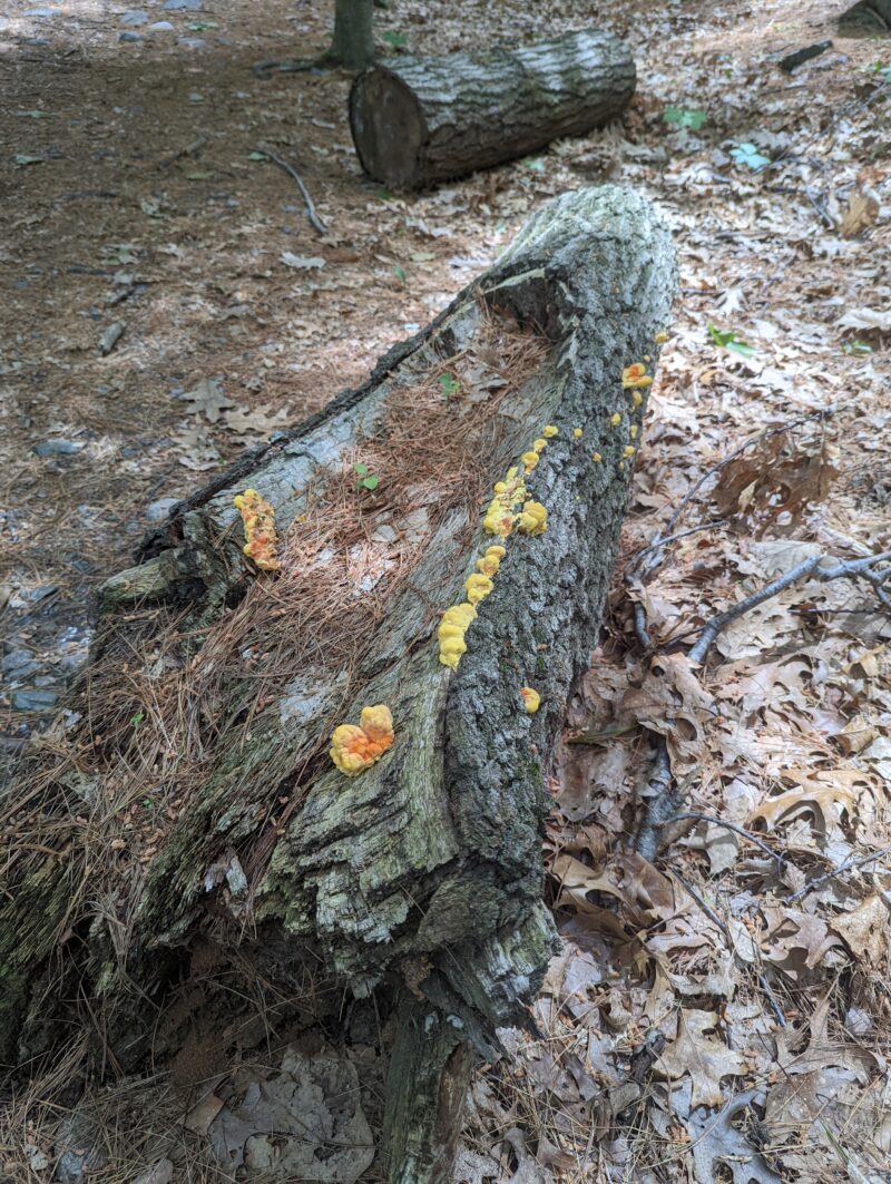 orange mushrooms on log