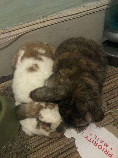 bunnies with ears