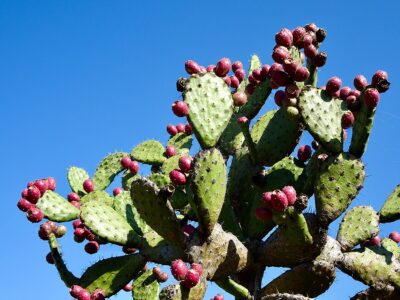 prickly pear cactus (cactus with thin hand-like leaves)