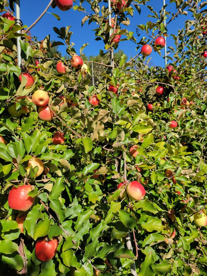 Pink apples nestled in a lot of green leaves.