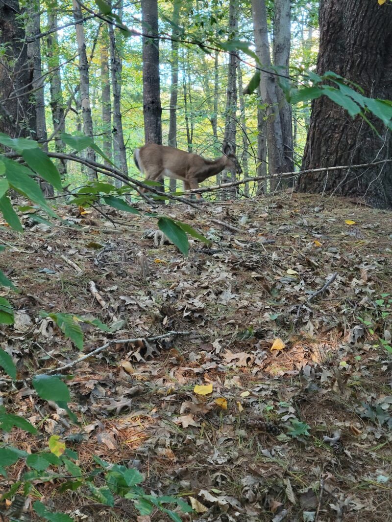 A deer in a forest.
