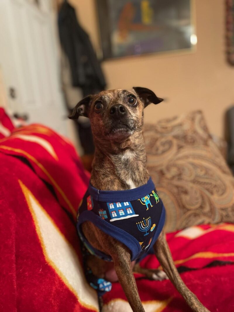 taquito (brown chihuahua) in christmas sweater