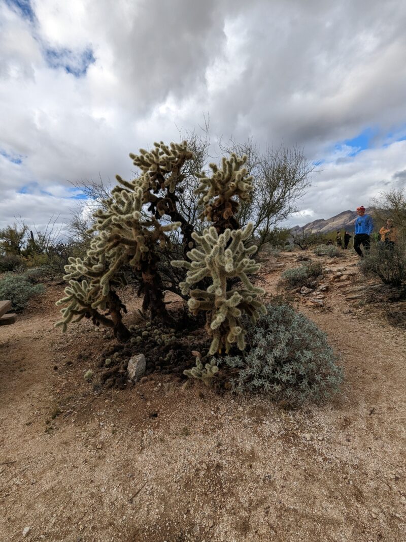 cholla