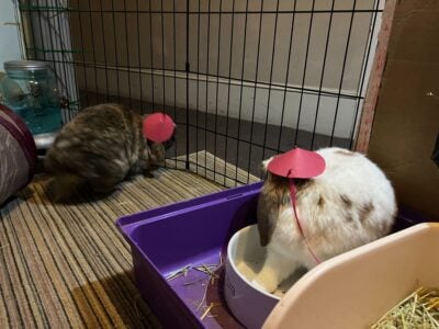 two rabbits wearing red hats