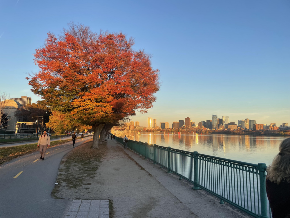 The shore of the Charles River at sunset. There is a tree in the foreground with bright red leaves.