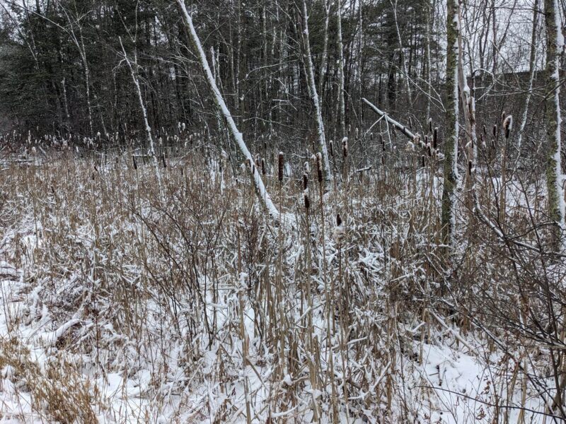 cattails