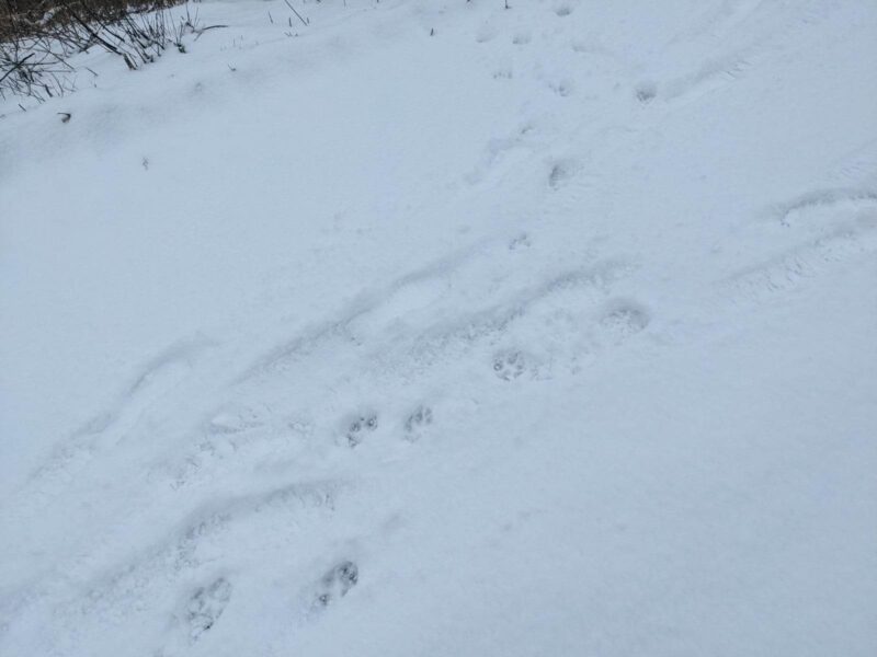 image of dog prints on snow