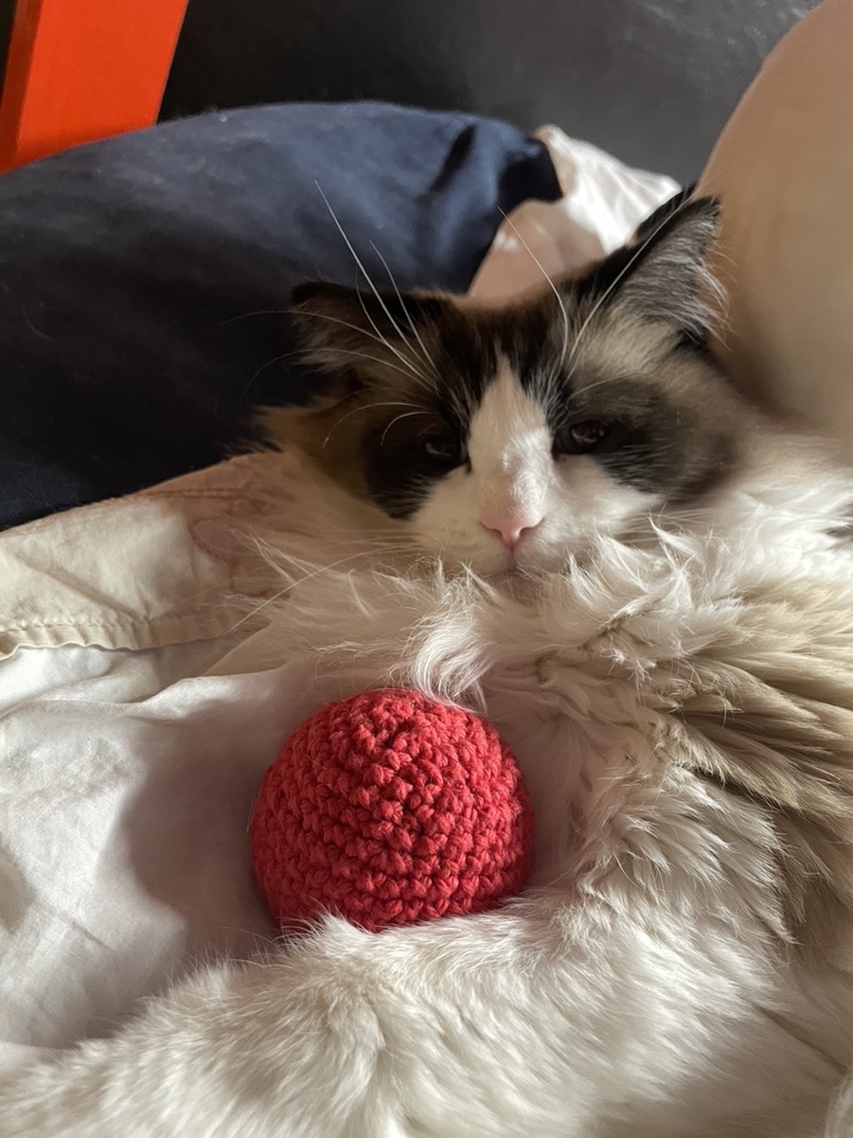 cat ball