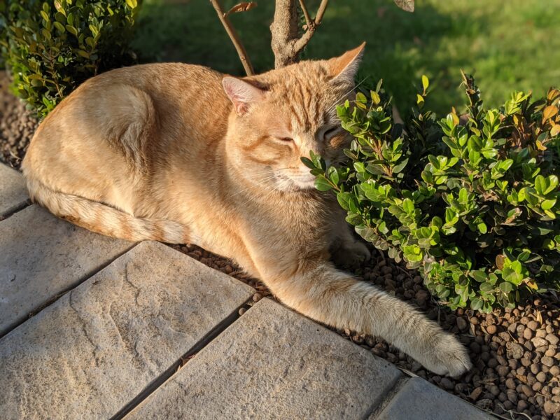 Catsby lying in a bush