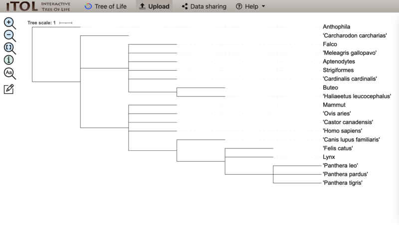 phylogenetic tree generated by the Interactive Tree of Life (iTOL)