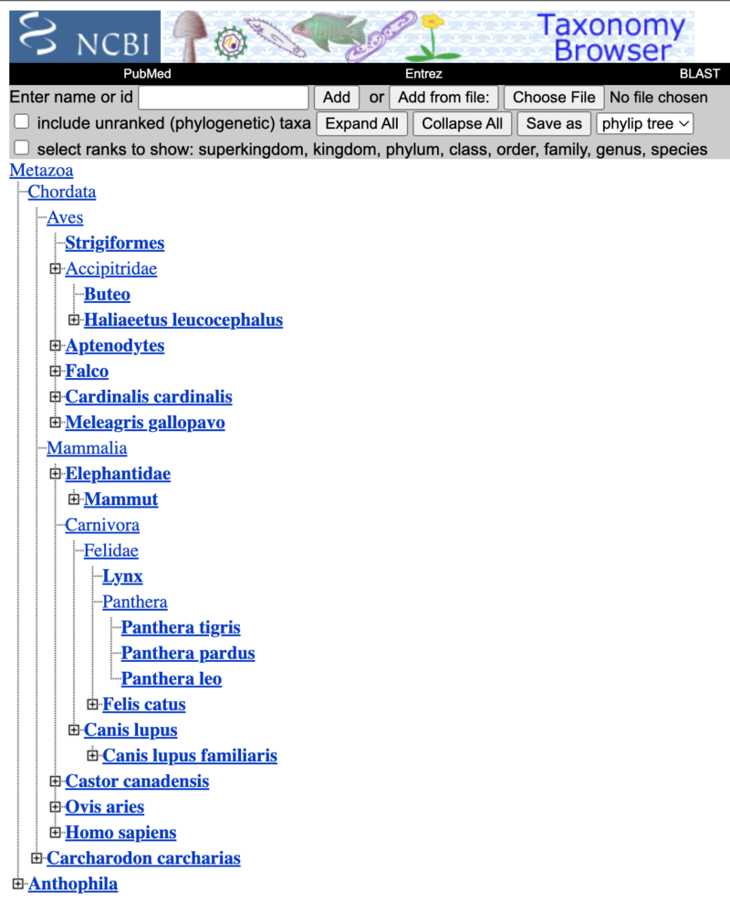 Taxonomy Common Tree by the NCBI (National Center for Biotechnology Information)