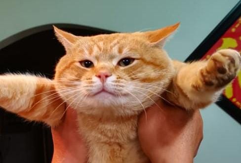 Solar Catsby