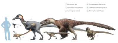 dinosaur size chart