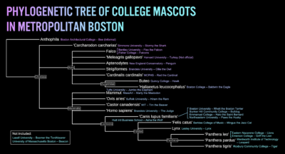 a phylogenetic tree of all the mascots in the metro boston area