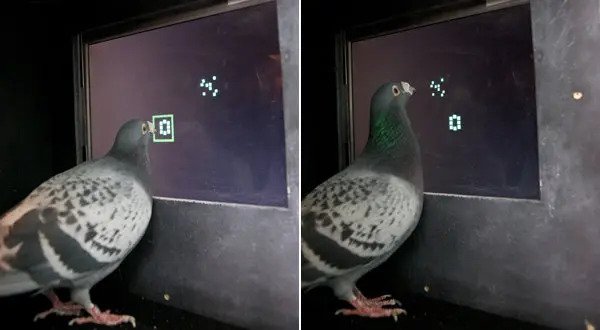 Pigeon intelligence test
